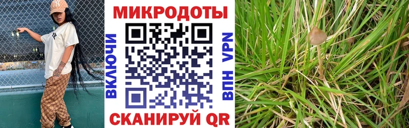 Псилоцибиновые грибы Psilocybe  как найти   Изобильный 